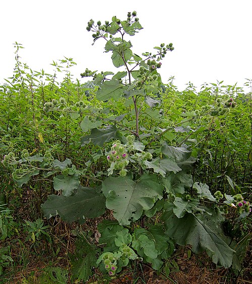 Arctium lappa (الأرقطيون الأكبر)