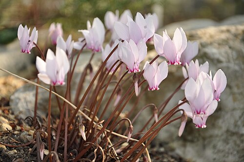 C. africanum