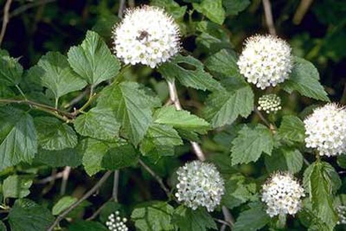 شجرة التسعة لحاء الشائعة (Physocarpus opulifolius)