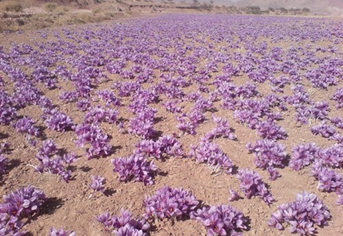 صورة لحقل من نبات الزعفران ينمو في إيران