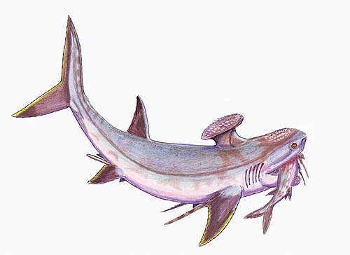 المنتج Symmoriiform Stethacanthus