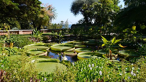 منظر لحديقة Jardin Botanique exotique de Menton