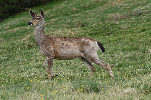 أنثى غزال كولومبيا ذو الذيل الأسود (O. h. columbianus) في منتزه أولمبيك الوطني