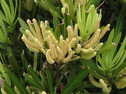 تنمو المخاريط الذكرية لنبات P. macrophyllus في مجموعات.