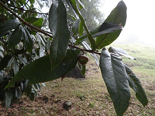 Quercus humboldtii، وهو نوع من البلوط الأنديزي