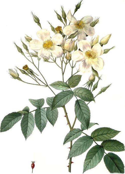 Rosa moschata (وردة المسك)