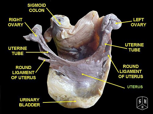 Uterus