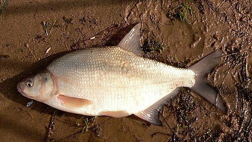 سمك الشبوط