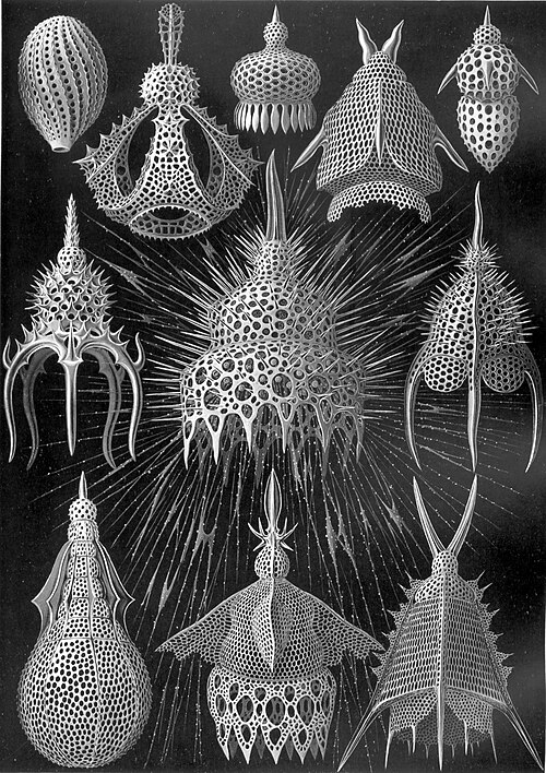 Radiolaria رسمها هيكل في كتابه Kunstformen der Natur (1904)