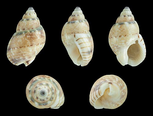 ناساريوس (تيلاسكو) limnaeiformis