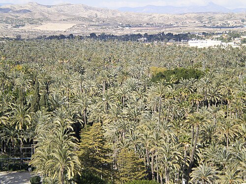 بستان نخيل إلتشي