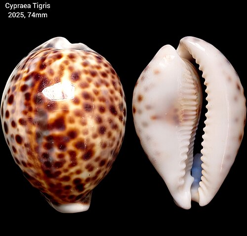 Cypraea_Tigris