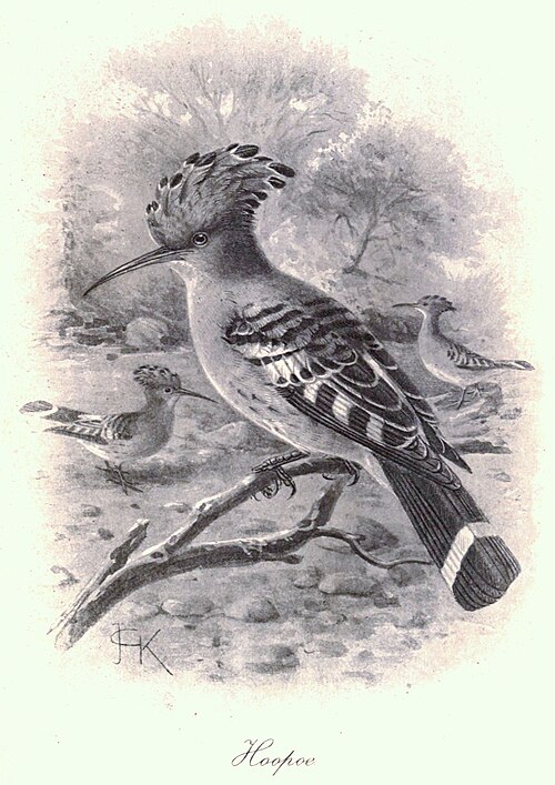 فن الهدهد حوالي عام 1900