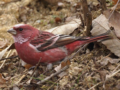 عصفور بالاس الوردي (Carpodacus roseus)، عصفور وردي حقيقي