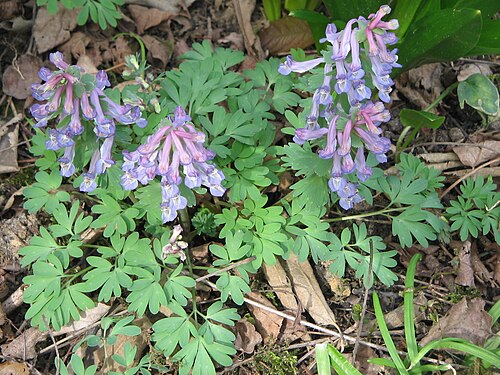 نبات الدخن (Corydalis solida)