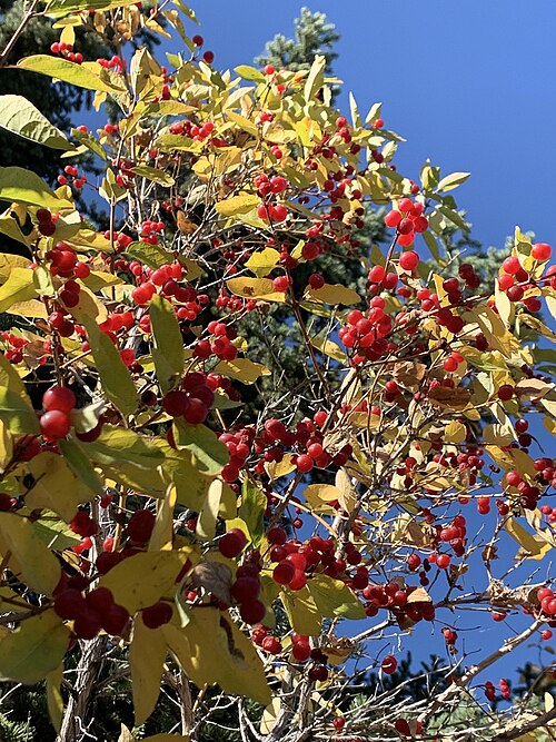 التوت