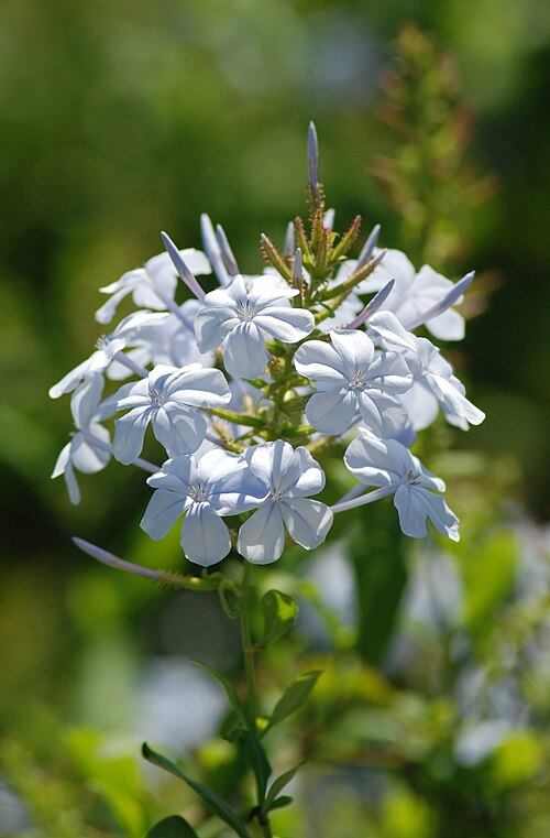 بلومباجو الأزرق (Plumbago auriculata)
