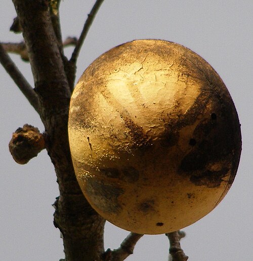 عفص تفاح البلوط على نبات Quercus garryana