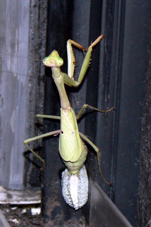 Stagmomantis carolina تضع أكياس البيض
