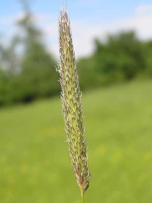 مرج الثعلب (Alopecurus pratensis) السنبيلة