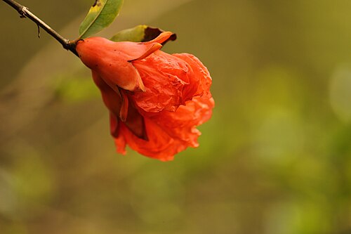 زهرة الرمان