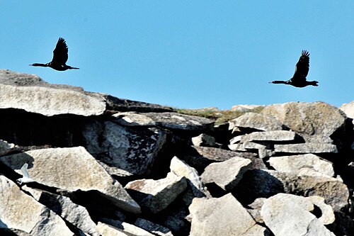 جزيرة كوليوتشين: طيور الغاق البحري أو طيور الغاق البيردية (Phalacrocorax pelagicus) تعبر الصخور