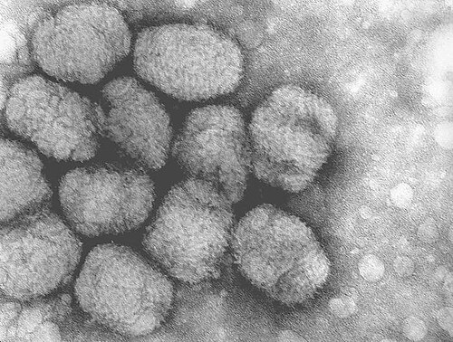 صورة محببة لاثنتي عشرة كتلة مستديرة مستطيلة الشكل قليلاً متجمعة معاً.