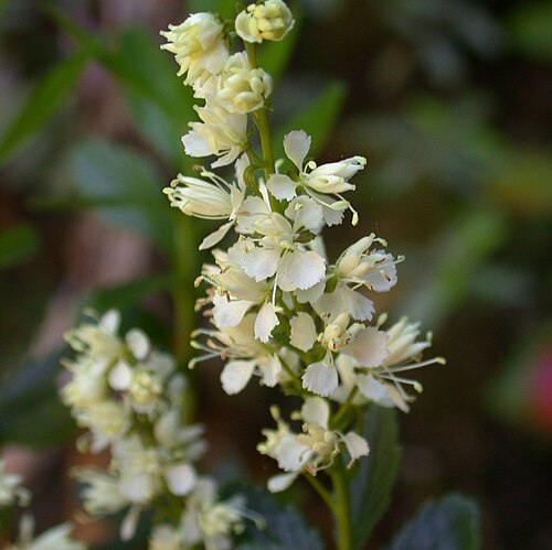 أزهار نبات Tetracarpaea tasmannica