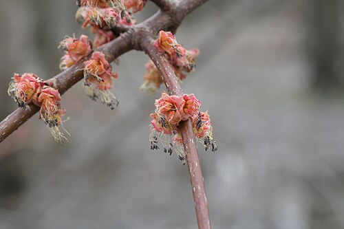 أزهار القيقب الأحمر (Acer rubrum)، كيبيك، كندا