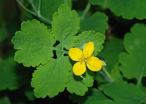 بقلة الخطاطيف الكبرى (Chelidonium majus)