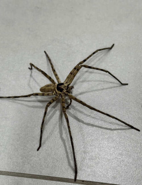 عنكبوت صياد بالغ (من عائلة Sparassidae) من سيشيل يستريح على أرضية مبلطة.