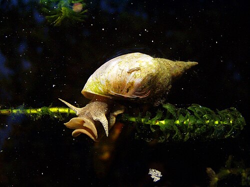 عائلة Lymnaeidae، Lymnaea stagnalis.