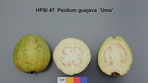 ثمرة الجوافة (P. guajava)