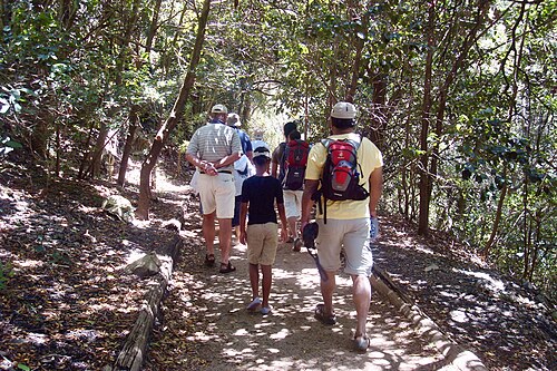 Visitors walking through the forest