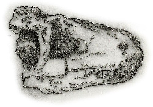 Lukousaurus