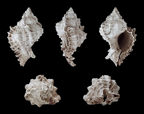 فيلونوتوس إيفرجلادينسيس
