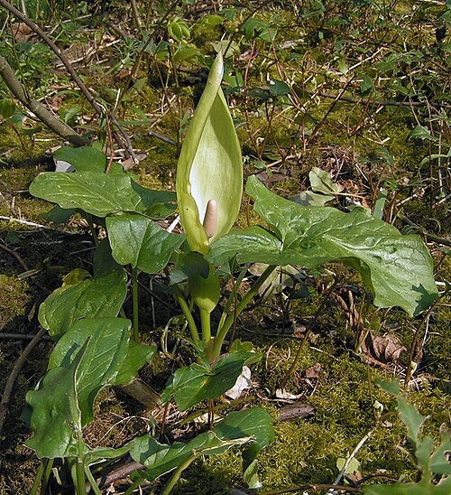 A. maculatum