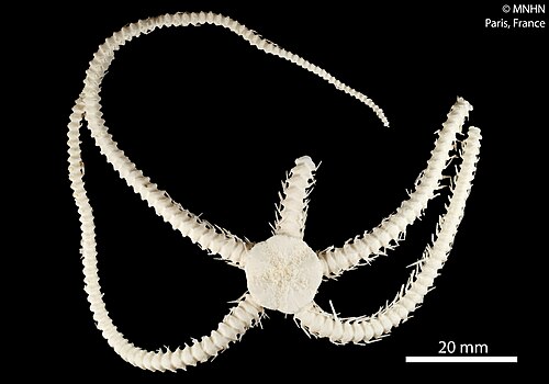 Ophiocamax fasciculata، وهو نوع من عائلة Ophiocamacidae