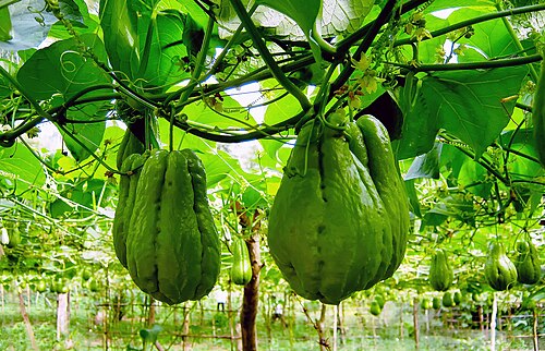 نبات الكوسة الشائكة ينمو على الكروم (فيتنام)
