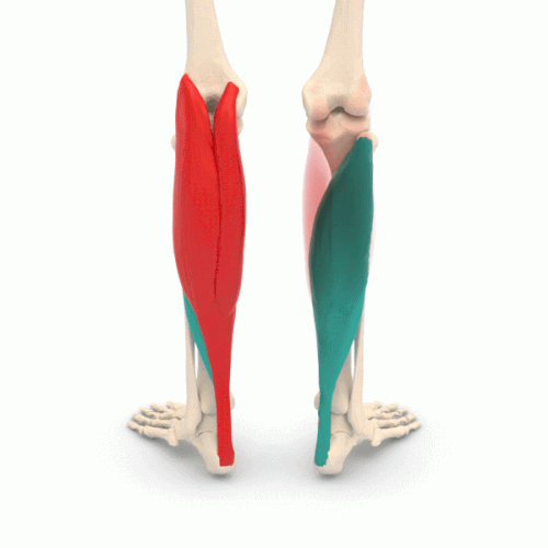 الرسوم المتحركة. تظهر عضلة الساق (Gastrocnemius) وعضلة النعل (Soleus) بألوان مختلفة.