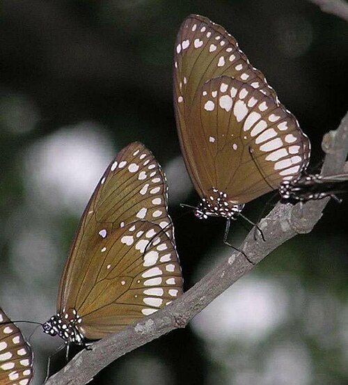 جوهر Euploea