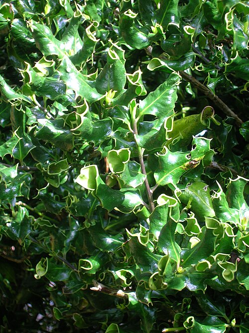 نبات هولي القنفذ الملتوي Ilex aquifolium 'Ferox'