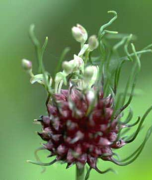 براعم الثوم البري (Allium vineale)