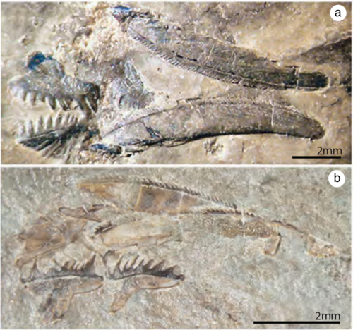 مجموعة محفوظة من عناصر المخروطيات السنية التي تنتمي إلى نوع Archeognathus primus (الأوردوفيشي، أمريكا الشمالية)