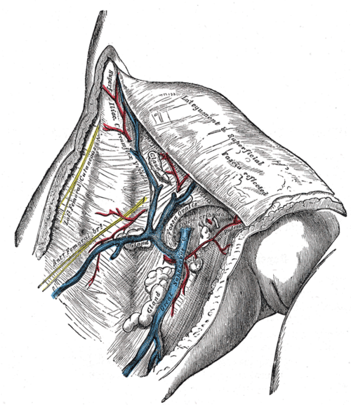 الوريد الصافن الكبير وفروعه عند الحفرة البيضاوية.