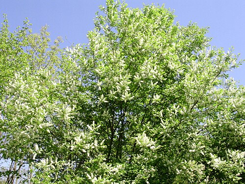 الكرز الأسود (P. serotina) في مرحلة الإزهار