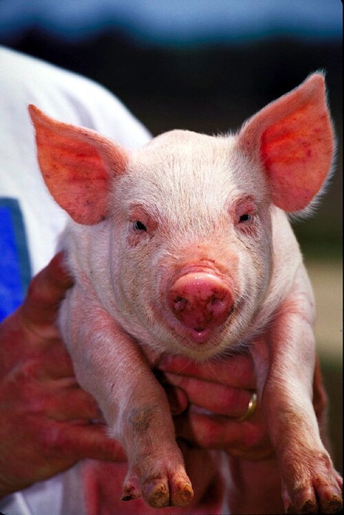 خنزير بري أبيض الشعر ناعم، ذو بشرة وردية