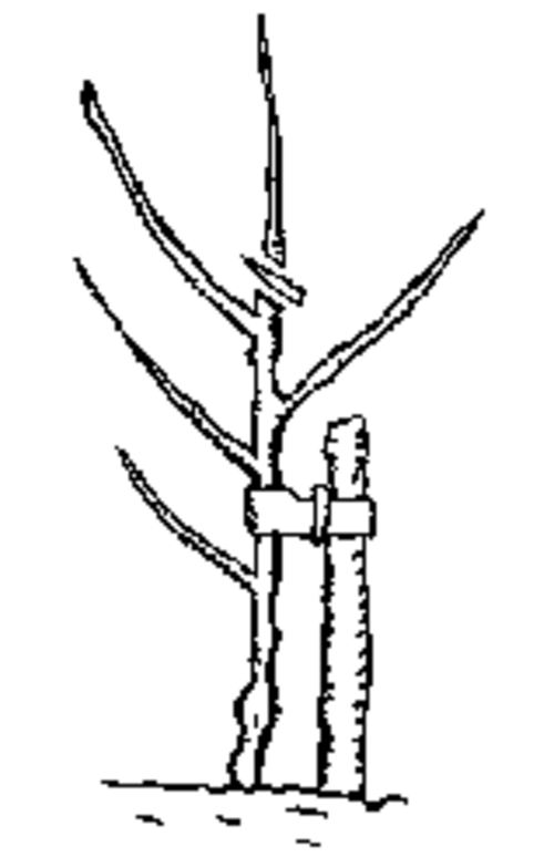 شجرة عمرها عام واحد