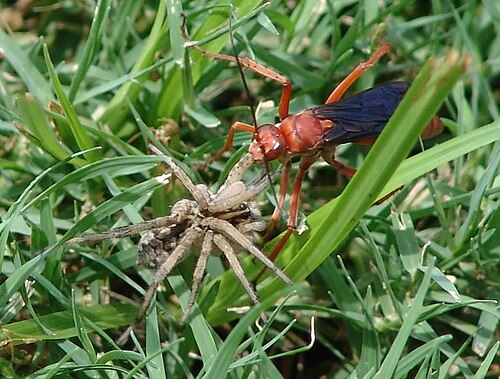 دبور العنكبوت الصدئ (Tachypompilus ferrugineus) يصطاد في تكساس، الولايات المتحدة الأمريكية