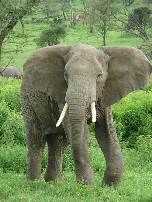 الفيل الأفريقي (Loxodonta africana)